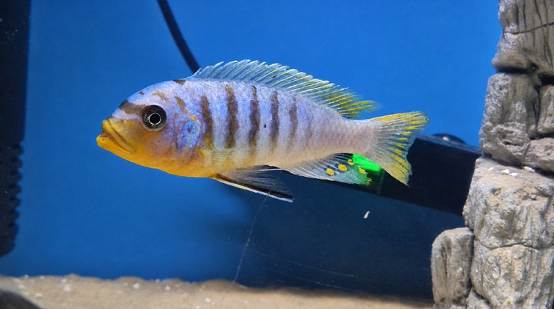 Maylandia fainzilberi 'Ukenju'